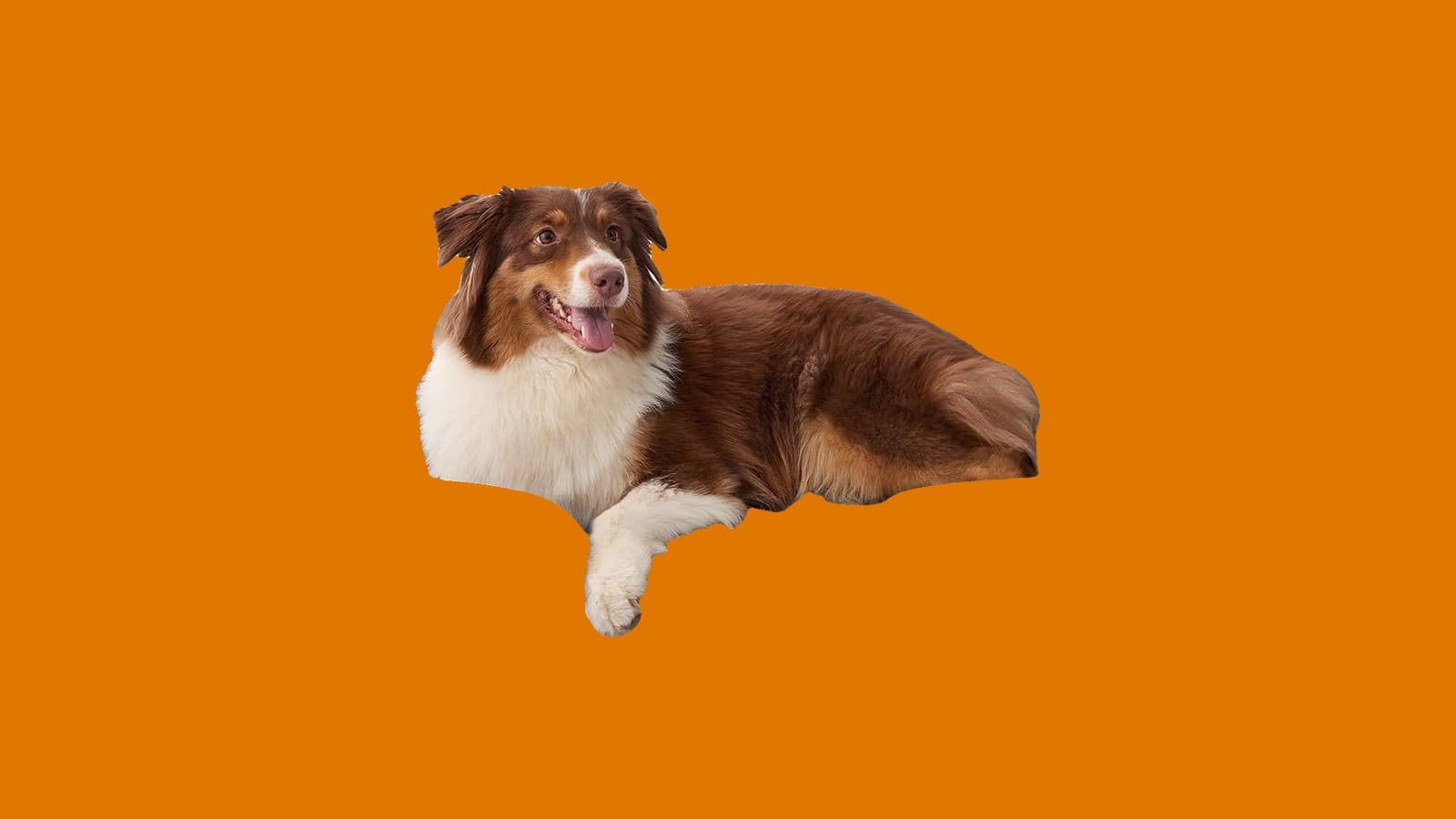 Bedsure Orthopedic Dog Bed, 35 in